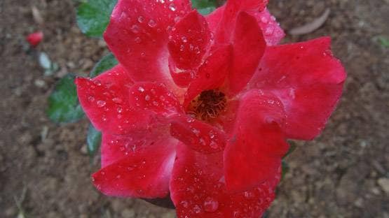 जानें, दिन के हिसाब से किस रंग के कपड़े पहनना होता है शुभ