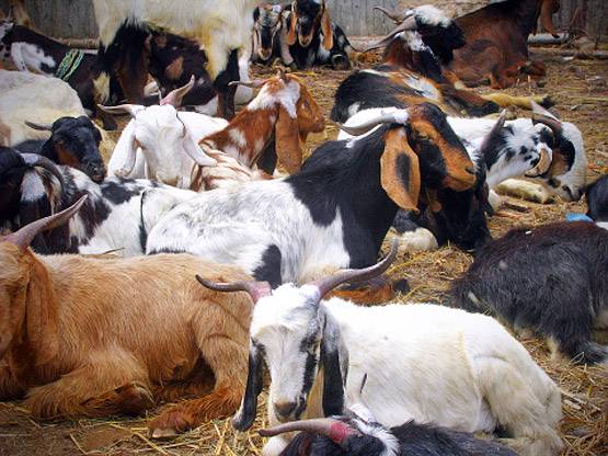 देश भर में बकरीद का जश्न, जानें क्यों दी जाती है कुर्बानी