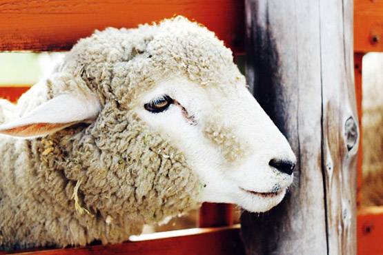 देश भर में बकरीद का जश्न, जानें क्यों दी जाती है कुर्बानी