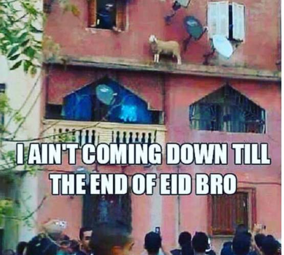 'अब तुम्‍हारे हवाले मटन साथ‍ियो'...देखें बकरीद पर शेयर हो रहे MEME