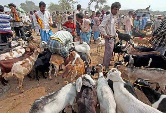 इस बकरीद ऑनलाइन खरीदें बकरा, मिलेगी होम डिलीवरी