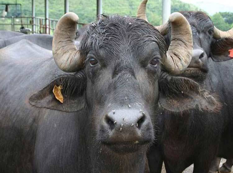 भैंस के आगे बीन बजा रहे थे कांग्रेसी, बिदकी तो दौड़ा लिया