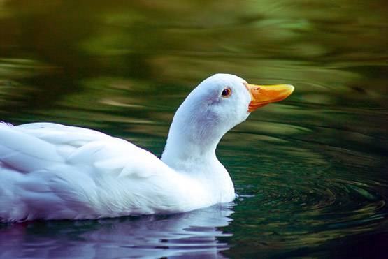 VIRAL TEST: 'बिप्लब ज्ञान' पर साइंटिस्ट की मुहर, बतख बढ़ाती है ऑक्सीजन