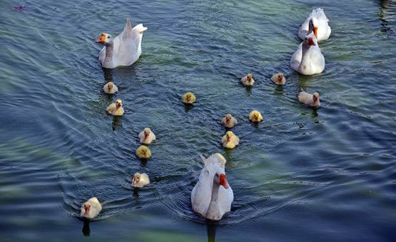 VIRAL TEST: 'बिप्लब ज्ञान' पर साइंटिस्ट की मुहर, बतख बढ़ाती है ऑक्सीजन