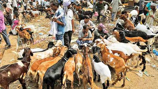 इस बकरीद ऑनलाइन खरीदें बकरा, मिलेगी होम डिलीवरी