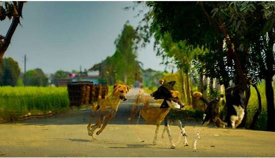 अटल के अस्थि विसर्जन में दैवीय शक्तियां? ये है दावे का सच