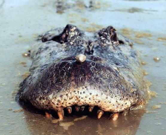 घड़ियाल को ये लड़की मानती है बेस्ट फ्रेंड, नाक पर रख दी रिंग