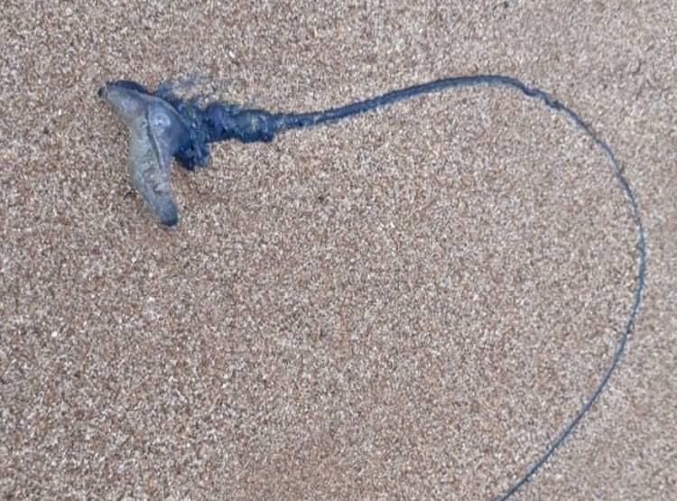 सावधान! मुंबई में समुद्र किनारे आई ये जहरीली मछली, 20 हुए शिकार