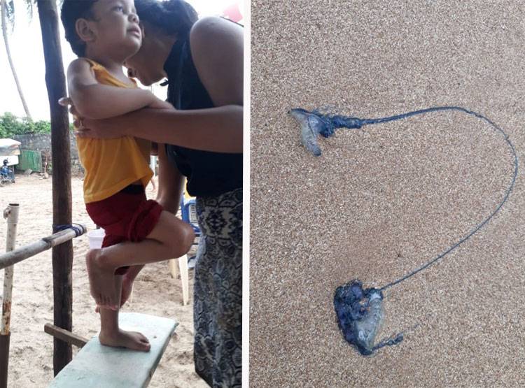 सावधान! मुंबई में समुद्र किनारे आई ये जहरीली मछली, 20 हुए शिकार