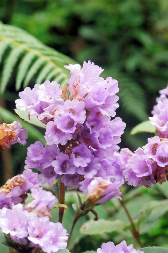 12 साल में एक बार खिलता है ये फूल, 15 साल खराब नहीं होता शहद