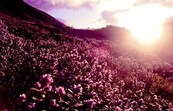 12 साल में एक बार खिलता है ये फूल, 15 साल खराब नहीं होता शहद