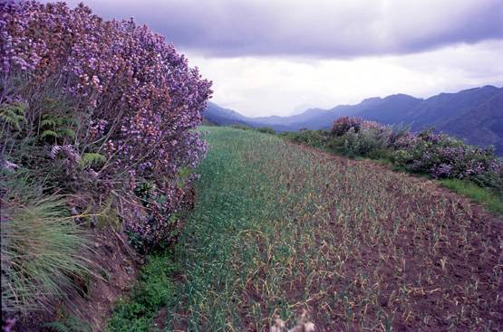 अगस्त में मिल रहा है लंबी छुट्टियों का मौका, बना लें घूमने का प्लान