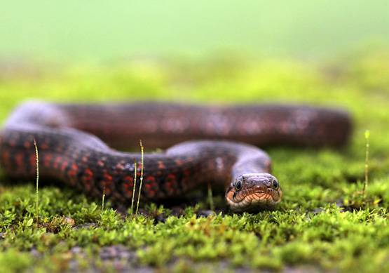 इन कमांडो से थरथर कांपते हैं नक्‍सली, अब मोदी सरकार ने की तारीफ