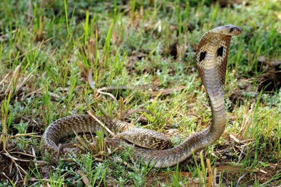 इस राज्य में सर्पदंश से खौफ में सरकार, करा रही है 'सर्प यज्ञ'