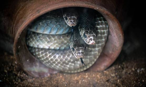 इस राज्य में सर्पदंश से खौफ में सरकार, करा रही है 'सर्प यज्ञ'