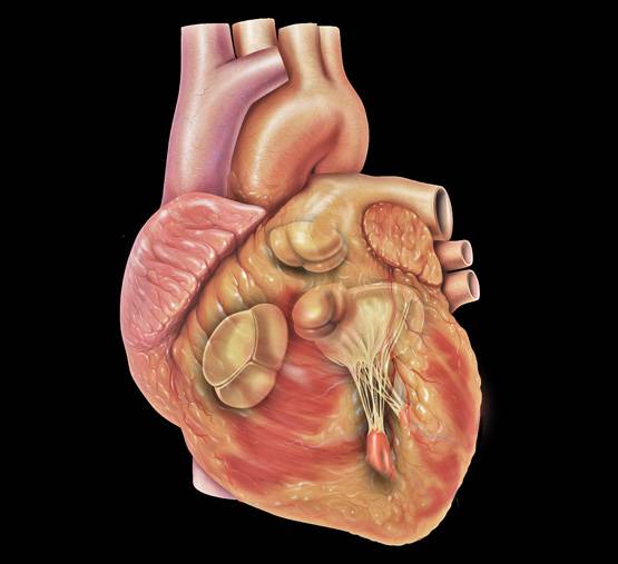 World Heart Day 2018: दिल को दुरुस्त रखने को जरूर खाएं 11 चीजें