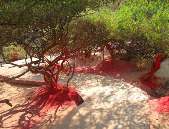 रहस्यमयी रासलीला: शाम होते ही लोग क्यों छोड़ देते हैं निधिवन?