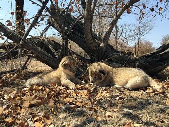 पैदा हुए शेर के पहले TEST-TUBE बच्चे, दुनिया में जगी उम्मीद