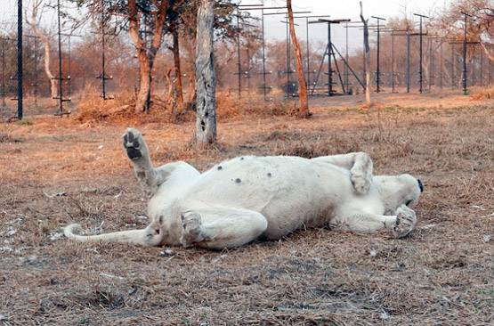 पैदा हुए शेर के पहले TEST-TUBE बच्चे, दुनिया में जगी उम्मीद