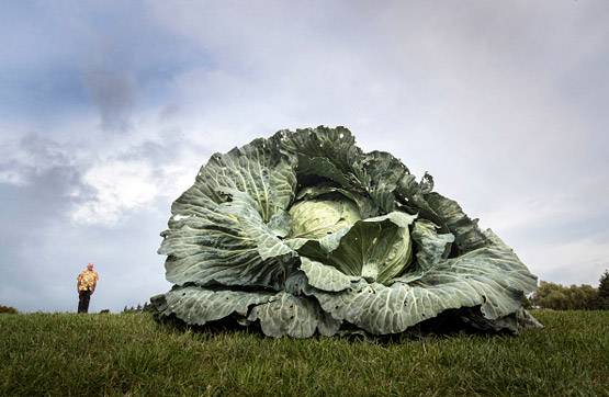 उगाई 30 किलो की 1 गोबी, लोग बोले- इस किसान के हाथ में जादू है