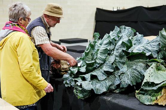 उगाई 30 किलो की 1 गोबी, लोग बोले- इस किसान के हाथ में जादू है