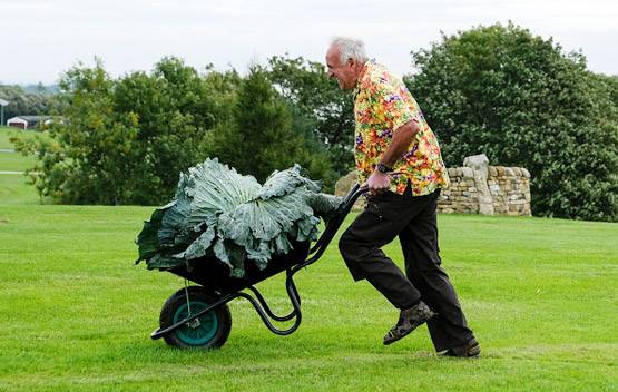 उगाई 30 किलो की 1 गोबी, लोग बोले- इस किसान के हाथ में जादू है