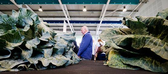 उगाई 30 किलो की 1 गोबी, लोग बोले- इस किसान के हाथ में जादू है