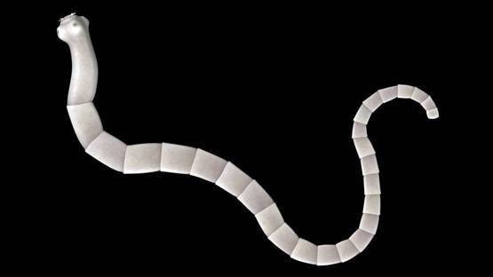 समलैंगिकता छोड़िए, यहां जानवरों-पेड़ों से सेक्स का अधिकार मांग रहे लोग!