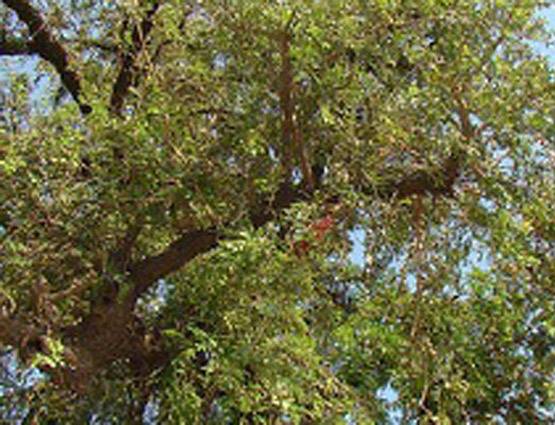 जानें, रावण दहन के बाद क्यों की जाती है शमी वृक्ष की पूजा?