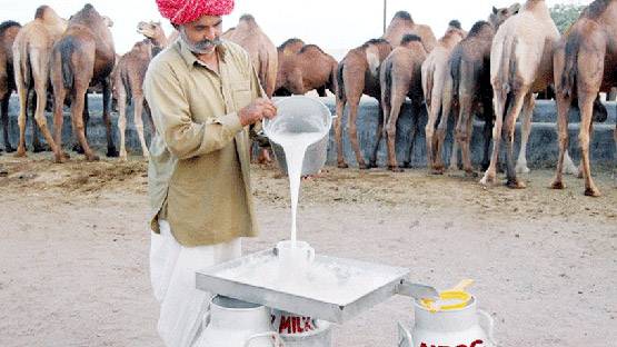 PM ने की थी तारीफ, दिवाली पर लॉन्च होगा ऊंट का फ्लेवर्ड दूध