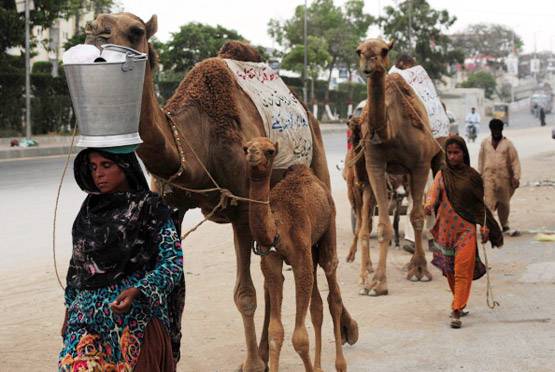 PM ने की थी तारीफ, दिवाली पर लॉन्च होगा ऊंट का फ्लेवर्ड दूध