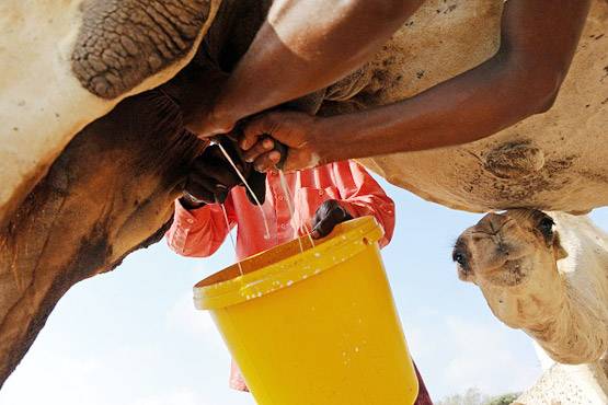 PM ने की थी तारीफ, दिवाली पर लॉन्च होगा ऊंट का फ्लेवर्ड दूध