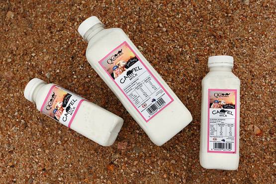 PM ने की थी तारीफ, दिवाली पर लॉन्च होगा ऊंट का फ्लेवर्ड दूध