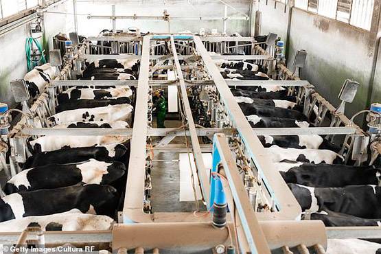 नॉनवेज के बाद अब दूध का दुश्मन बना PETA, बताया 'गोरों' की ड्रिंक