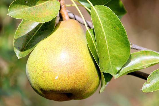 डायबिटीज के मरीजों को फल खाने चाहिए या नहीं?