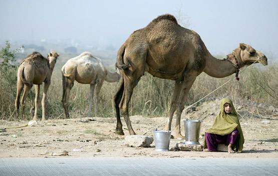 PM ने की थी तारीफ, दिवाली पर लॉन्च होगा ऊंट का फ्लेवर्ड दूध