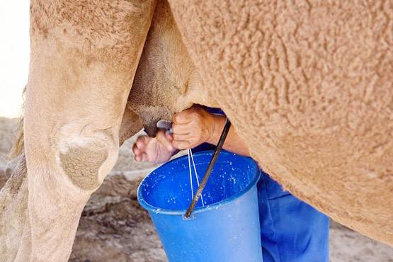 PM ने की थी तारीफ, दिवाली पर लॉन्च होगा ऊंट का फ्लेवर्ड दूध