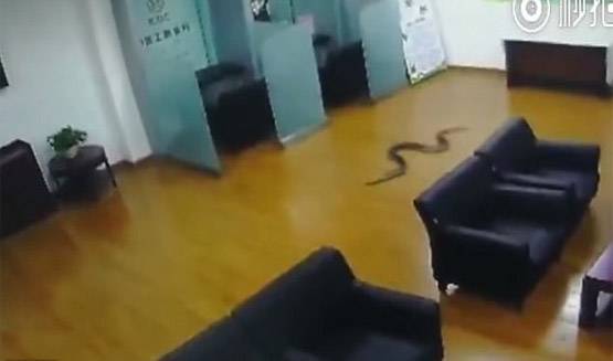 Video: ऑफिस में अचानक महिला के बगल में गिरा अजगर, भागे लोग