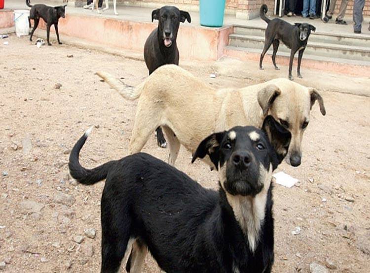 ऑपरेशन थिएटर में घुसा आवारा कुत्ता, मरीज का कटा पैर लेकर भागा