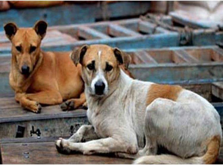 ऑपरेशन थिएटर में घुसा आवारा कुत्ता, मरीज का कटा पैर लेकर भागा