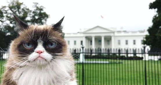 इस बिल्ली ने अपनी मालक‍िन को बनाया करोड़पति, आज है वर्ल्ड फेमस