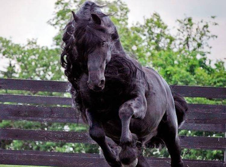 17.5 लाख का काला घोड़ा अचानक हुआ सफेद, मालिक के उड़े होश