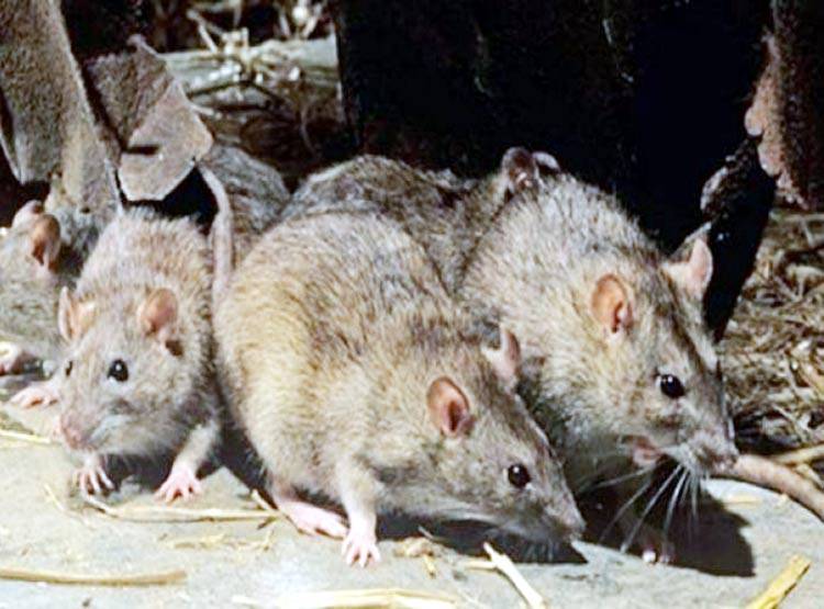 9 दिन के बच्चे को चूहों ने कुतर कर मार डाला, मंजर देख मां बेहोश