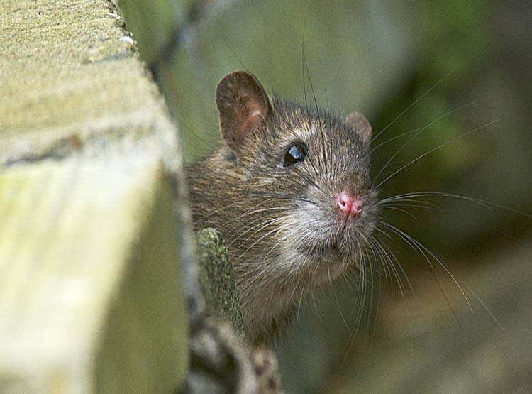 9 दिन के बच्चे को चूहों ने कुतर कर मार डाला, मंजर देख मां बेहोश