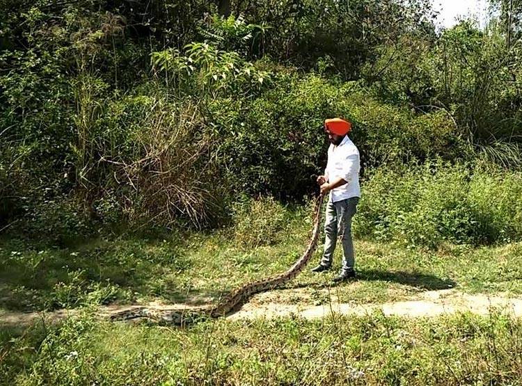 यू-ट्यूब पर सांप पकड़कर दिखाते थे स्टंट, कोबरा ने डसा, मौत