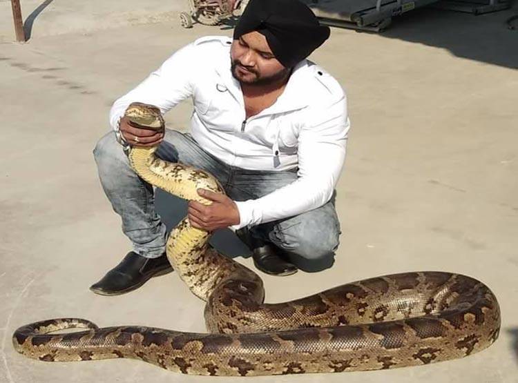 यू-ट्यूब पर सांप पकड़कर दिखाते थे स्टंट, कोबरा ने डसा, मौत