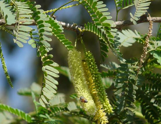 जानें, रावण दहन के बाद क्यों की जाती है शमी वृक्ष की पूजा?