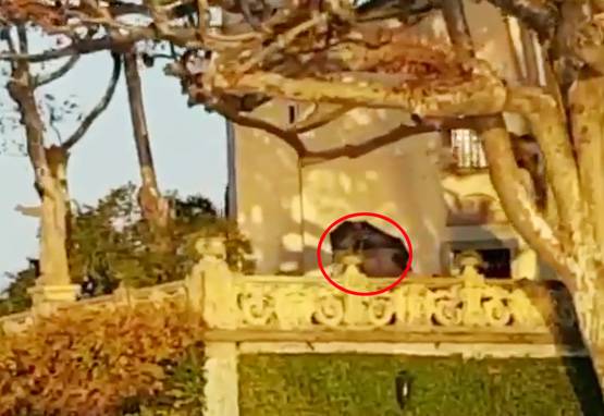 लाल साड़ी में दीपिका, छाते से ब्राइडल लुक छिपाती दिखीं, PHOTOS