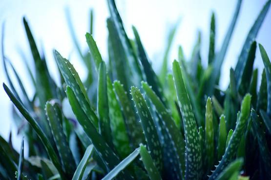 सिर्फ स्किन ही नहीं बल्कि कई बीमारियों की दवा है एलोवेरा