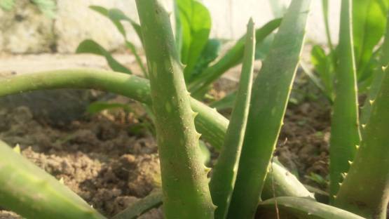 सिर्फ स्किन ही नहीं बल्कि कई बीमारियों की दवा है एलोवेरा